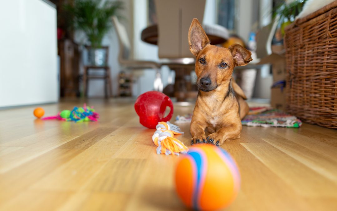 Got Pets? What Flooring Is Best For You?
